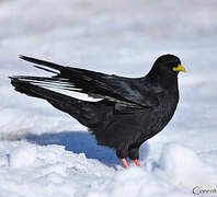 Alpine Chough