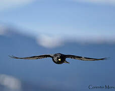 Alpine Chough