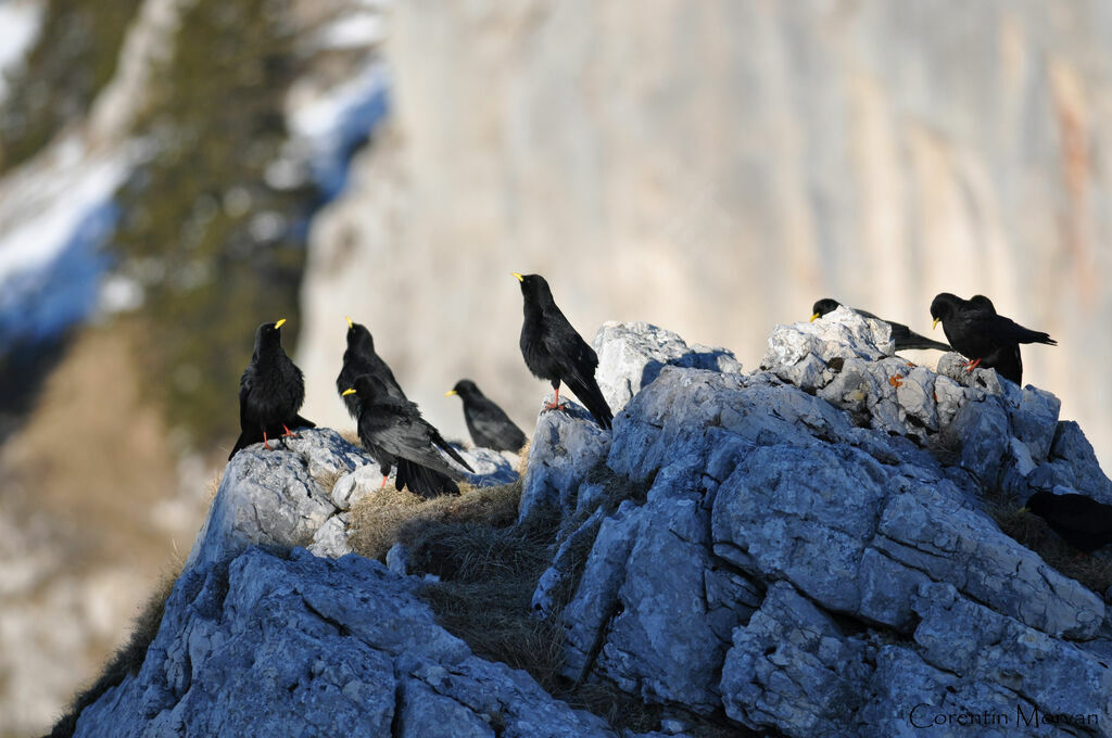 Alpine Chough