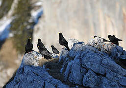 Alpine Chough