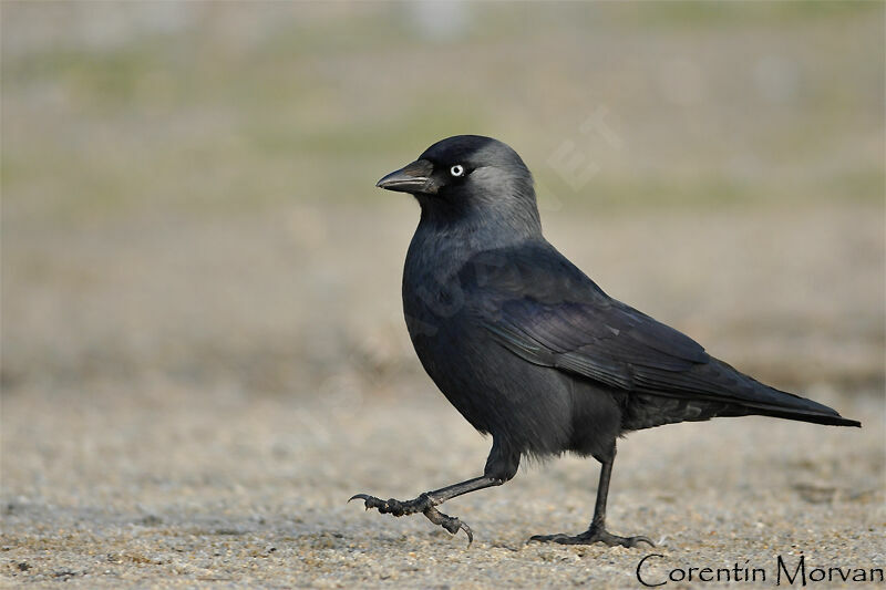 Western Jackdaw