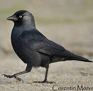 Western Jackdaw