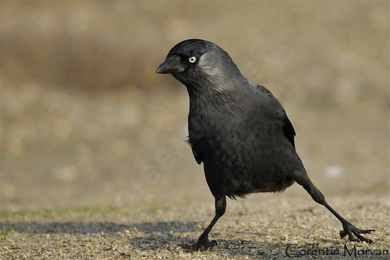 Western Jackdaw