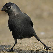 Western Jackdaw