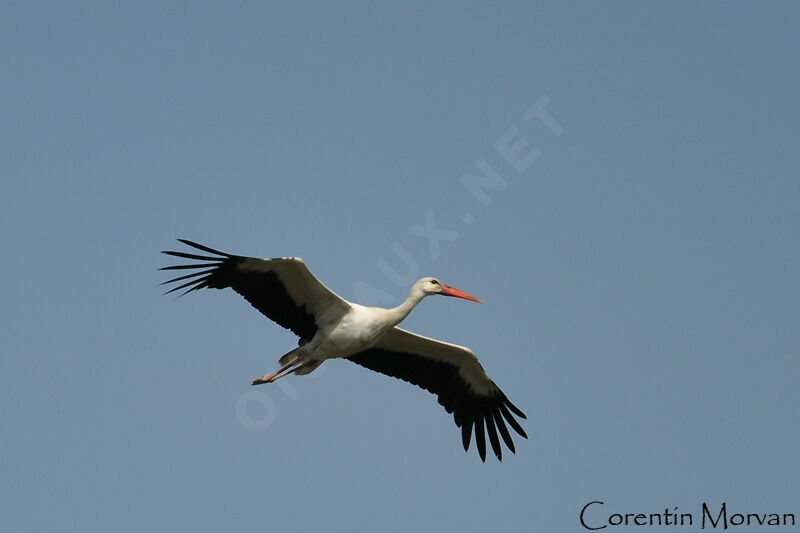 Cigogne blanche