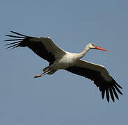 Cigogne blanche