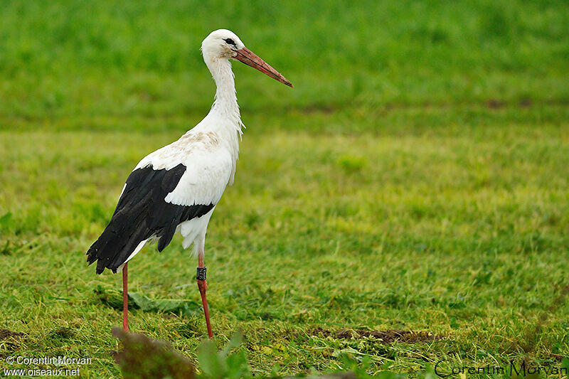 White Stork