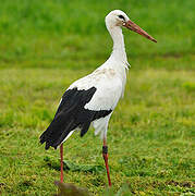 White Stork