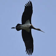 Black Stork