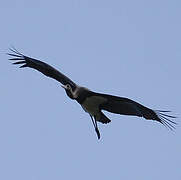 Black Stork