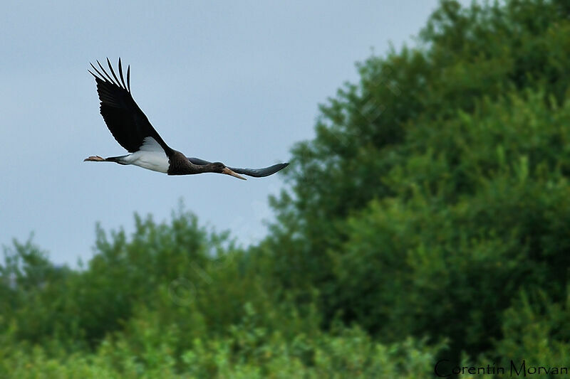 Cigogne noire