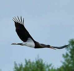 Cigogne noire