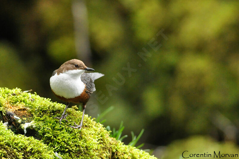 White-throated Dipper