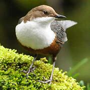 White-throated Dipper