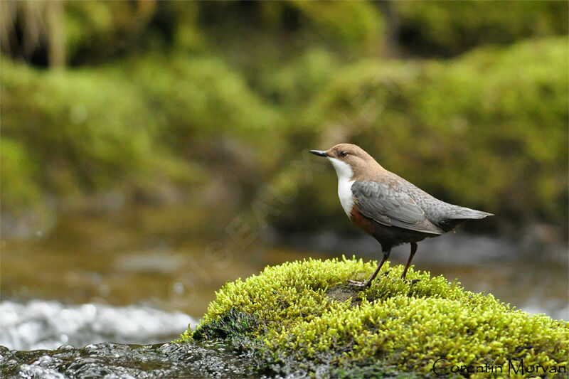 White-throated Dipper