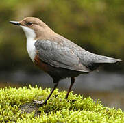 White-throated Dipper