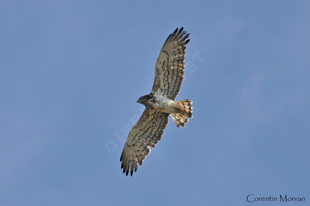 Short-toed Snake Eagle