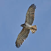 Short-toed Snake Eagle