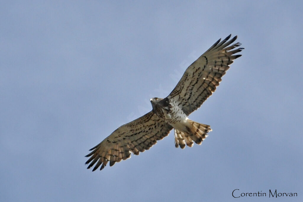 Short-toed Snake Eagle