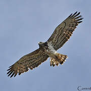 Short-toed Snake Eagle