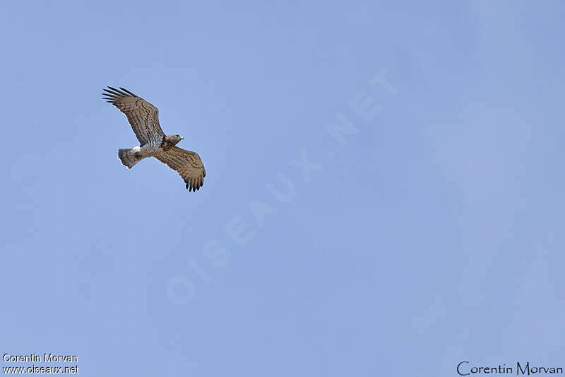 Short-toed Snake Eagleadult, pigmentation, Flight