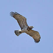 Short-toed Snake Eagle