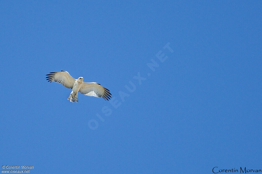 Short-toed Snake Eagle