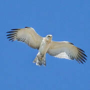 Short-toed Snake Eagle