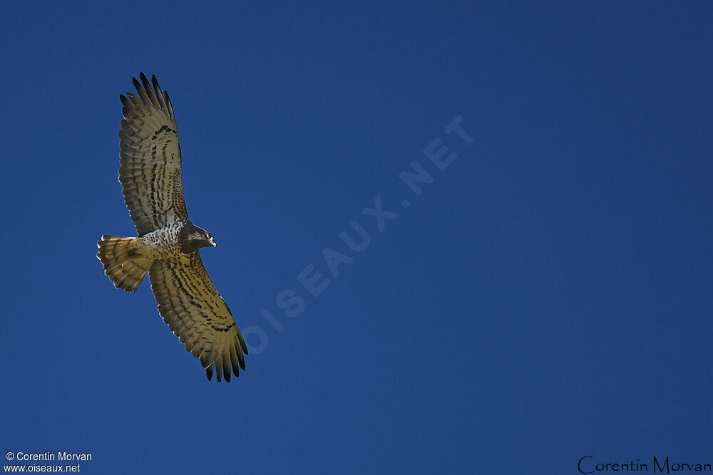 Short-toed Snake Eagle