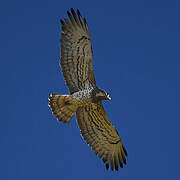 Short-toed Snake Eagle