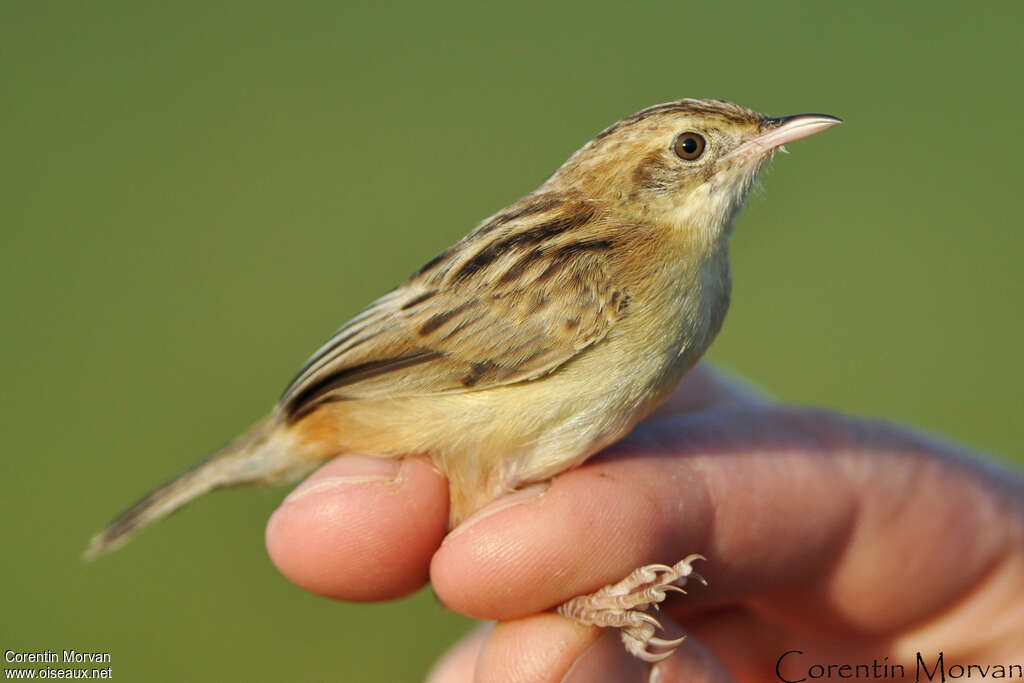 Zitting Cisticolaadult, close-up portrait