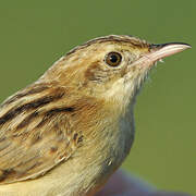 Zitting Cisticola