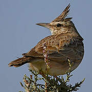 Maghreb Lark