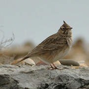 Crested Lark