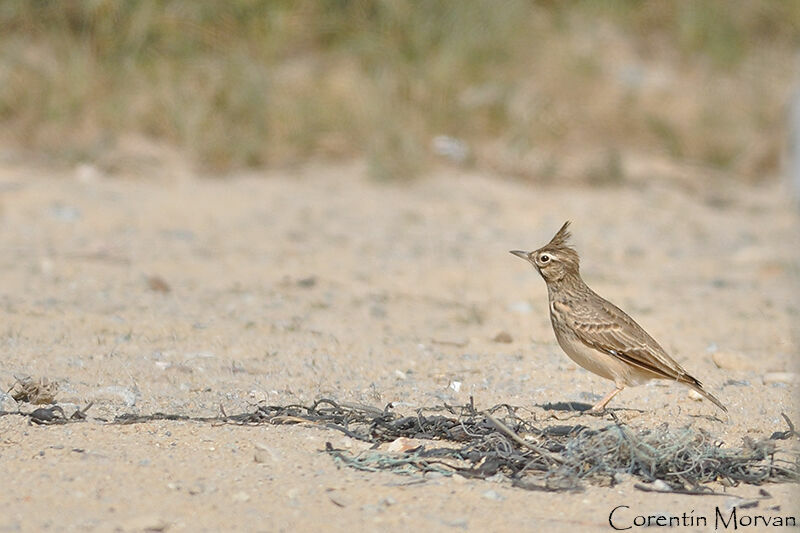 Cochevis huppé