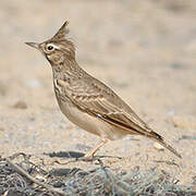 Crested Lark