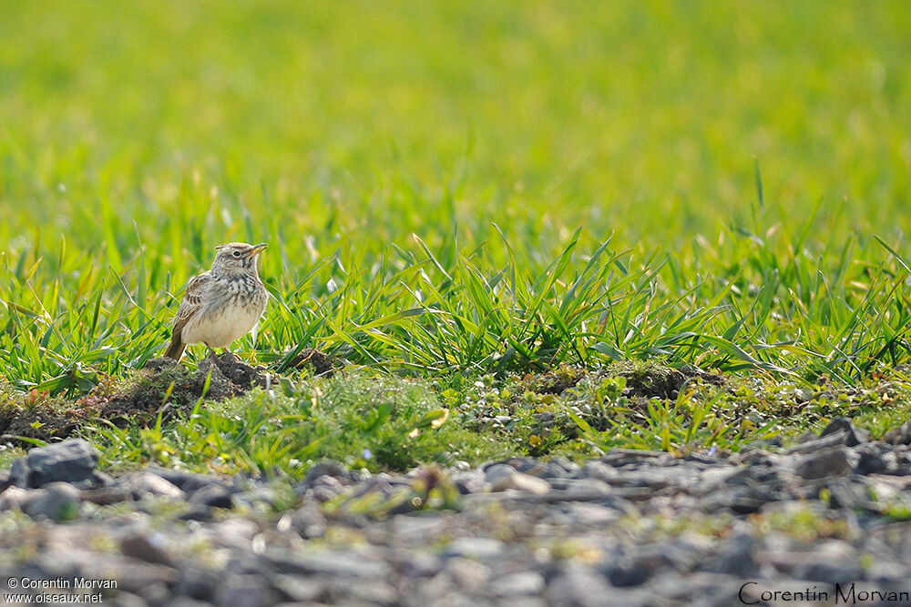 Cochevis huppé