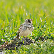 Crested Lark