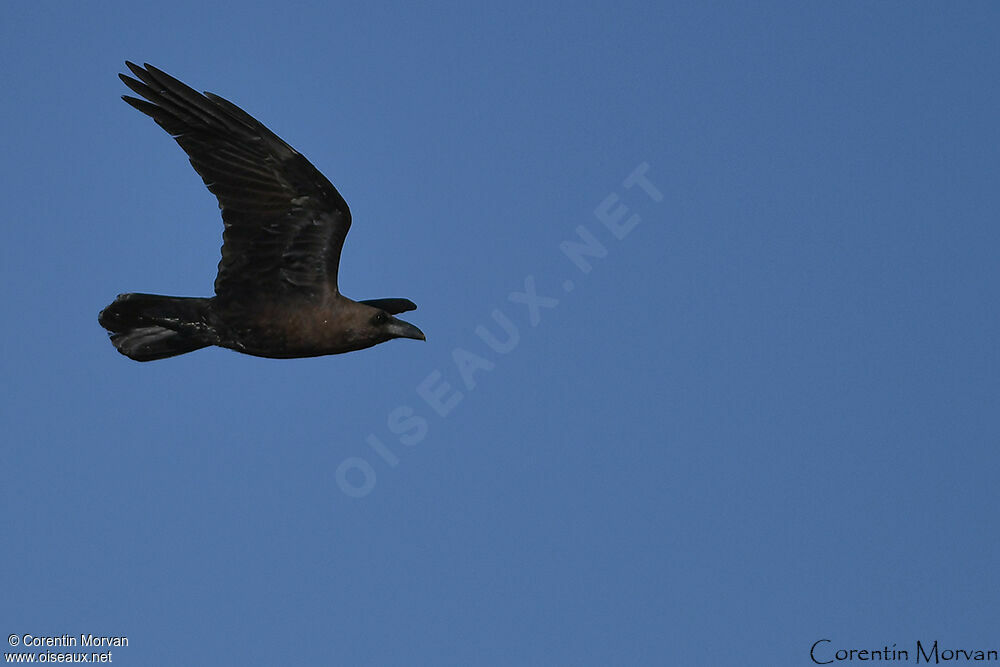 Brown-necked Raven