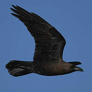 Brown-necked Raven