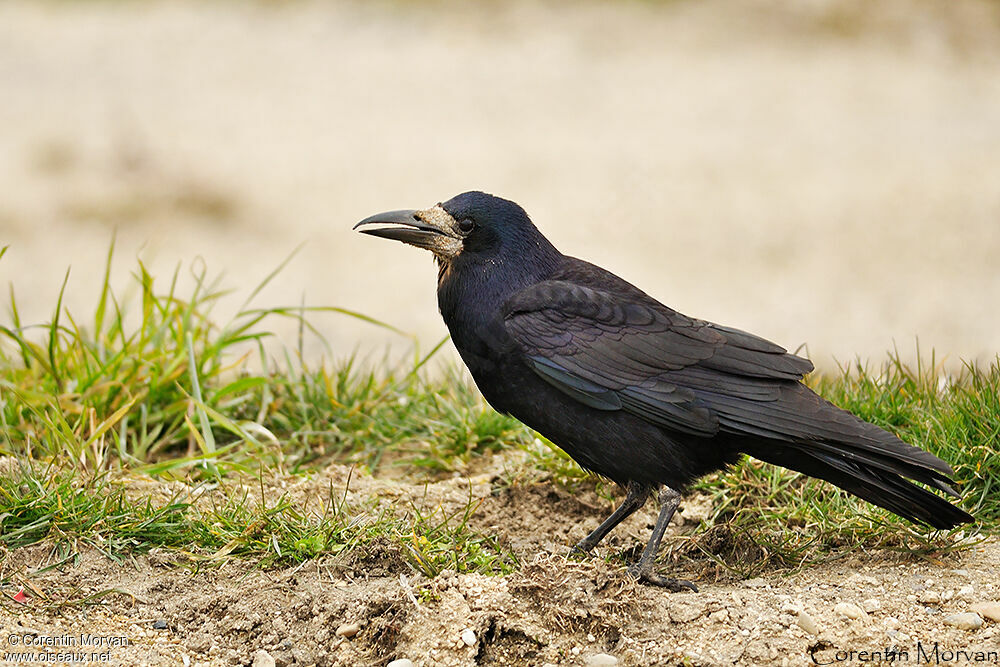 Corbeau freux