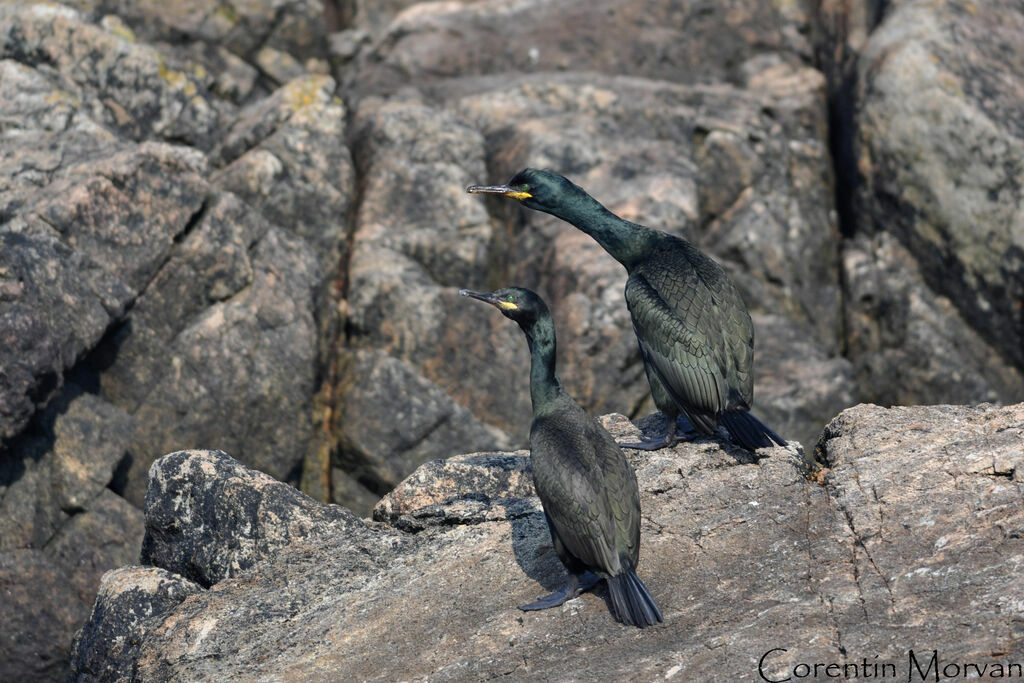 European Shag