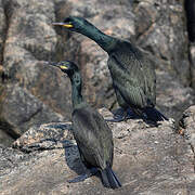 European Shag