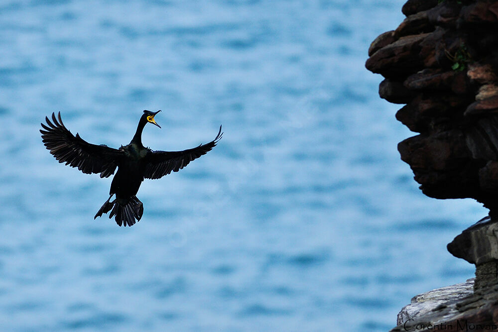 European Shag