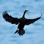 European Shag