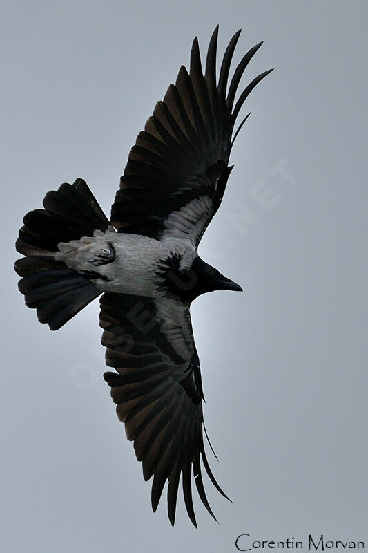 Hooded Crow