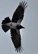 Hooded Crow