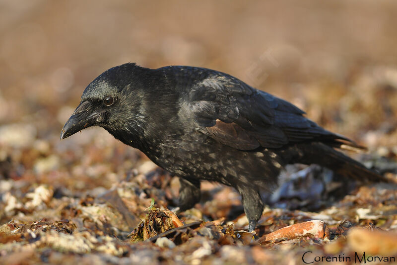 Carrion Crow