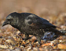 Carrion Crow