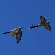 Common Cuckoo